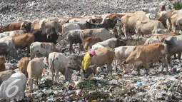 Pemulung mengumpulkan sampah bersama dengan puluhan ekor sapi di TPA Piyungan, Yogyakarta, Sabtu (11/6). Sapi di TPA tersebut tidak layak di konsumsi karena memiliki kandungan logam yang tinggi. (Liputan6.com/Boy Harjanto)