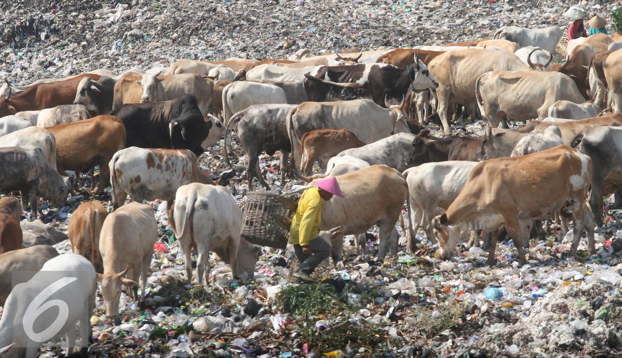 Pemulung mengumpulkan sampah bersama dengan puluhan ekor sapi di TPA Piyungan, Yogyakarta, Sabtu (11/6). Sapi di TPA tersebut tidak layak di konsumsi karena memiliki kandungan logam yang tinggi. (Liputan6.com/Boy Harjanto)
