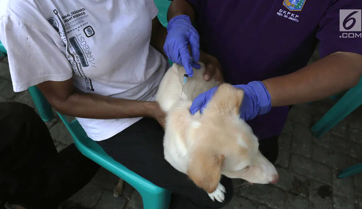 Petugas menyuntikkan vaksin rabies kepada anjing di perumahan Jakarta Timur, Rabu (3/10). Penyuntikan vaksin rabies ini dalam rangka Hari Bebas Rabies Internasional. (Merdeka.com/Imam Buhori)