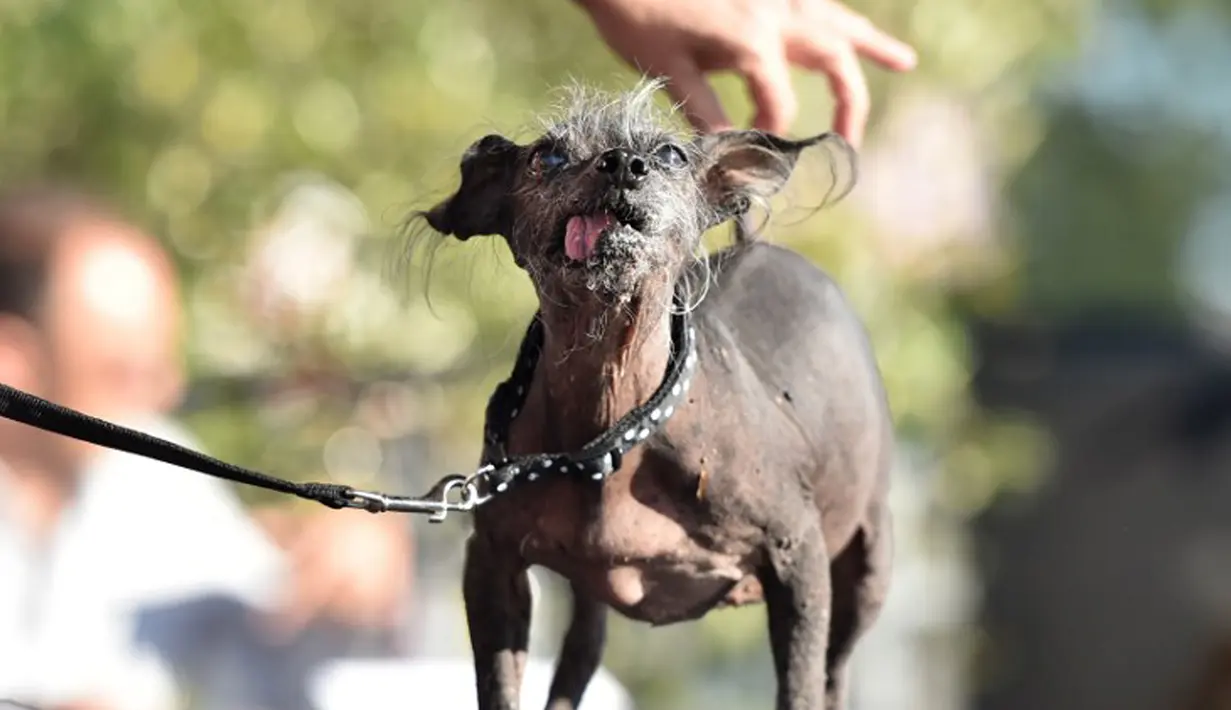 SweepeeRambo, anjing Chinese Crested berusia 16 tahun, saat mengikuti Kontes Anjing Terjelek di Dunia, di Petaluma, California, Jumat (26/6/2015). (AFP PHOTO/JOSH Edelson)