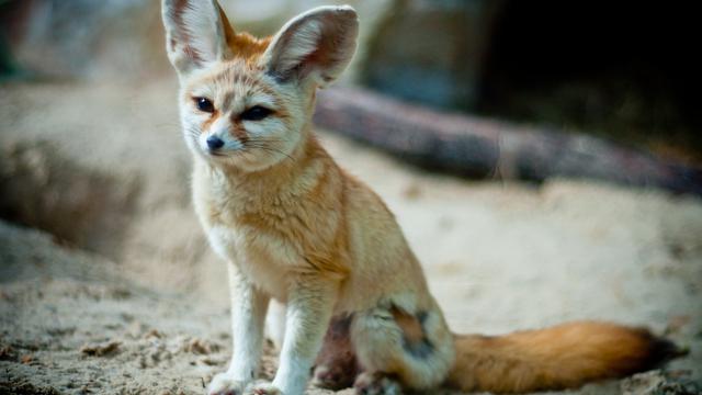 4 Hewan Lucu Dan Eksotis Yang Boleh Dipelihara Secara Legal Lifestyle Liputan6 Com