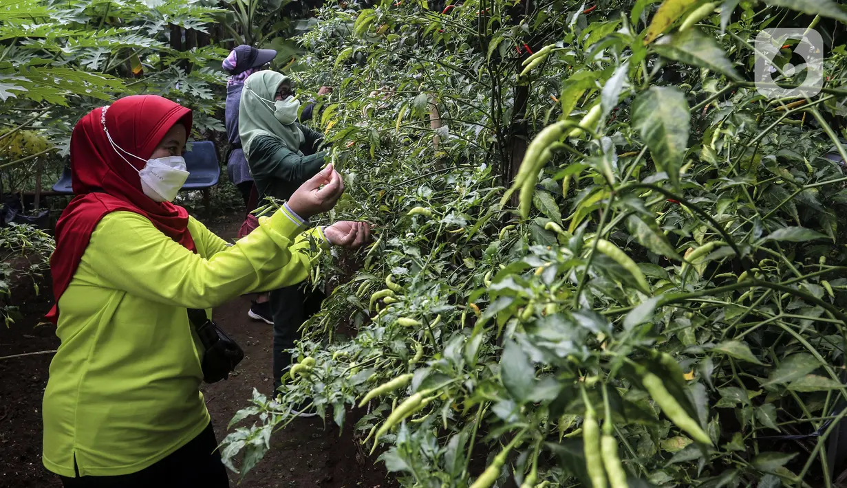 Warga memanen hasil pertanian di Susia Garden, Kalibata, Jakarta, Sabtu (12/2/2022). Di tempat ini warga bisa memanen langsung dan membeli hasil pertanian dari kebun tersebut. (Liputan6.com/Johan Tallo)