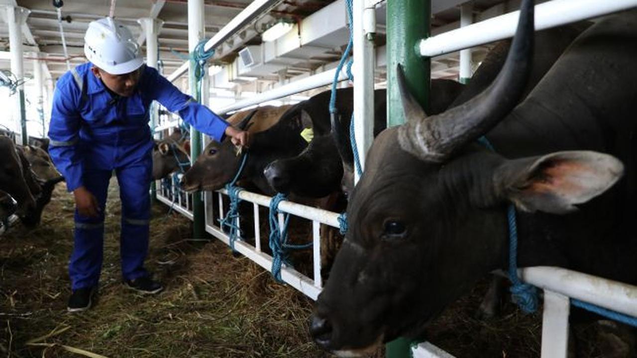 Targetkan Swasembada Daging Sapi, Kemenhub Lepas Pelayaran Kapal Khusus Ternak Perdana