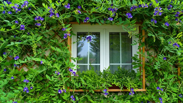 Ide Kebun Bunga Telang Rumahan yang Estetik dan Bermanfaat (AI)