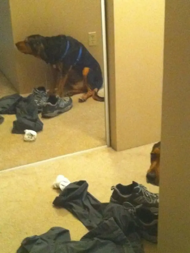7 Potret Aksi Anjing saat Bersembunyi Ini Bikin Gemas
