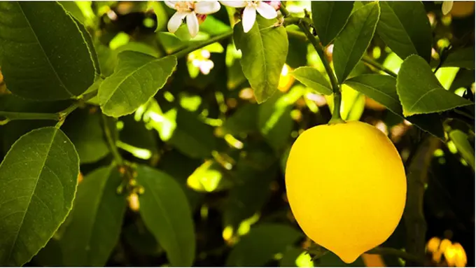 Courtesy ShutterStock.com