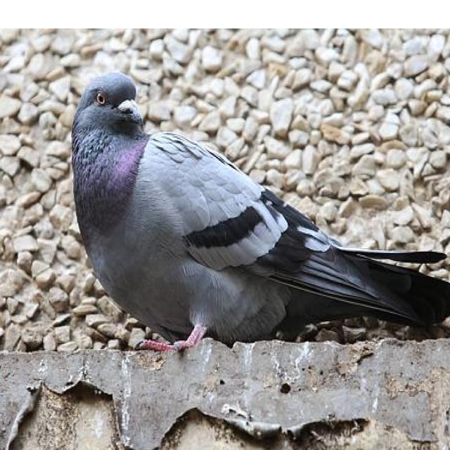 Ini Cara Burung Merpati Mendeteksi Sel Kanker Global Liputan6 Com