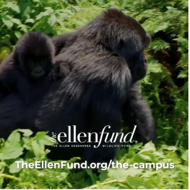 Ellen DeGeneres Akan Membangun Pusat Penelitian dan Pelestarian Gorilla di Afrika