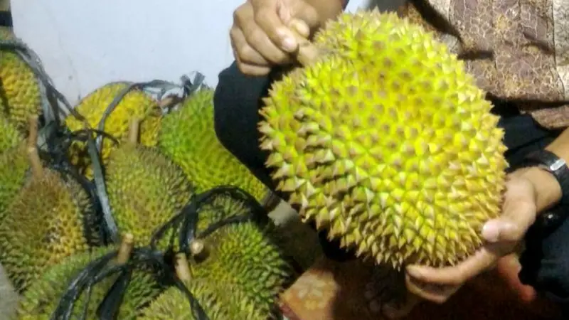 Berbagai durian lokal bisa ditemukan di Dusun Ndirun, Banjarnegara. (Foto: Liputan6.com/Muhamad Ridlo)