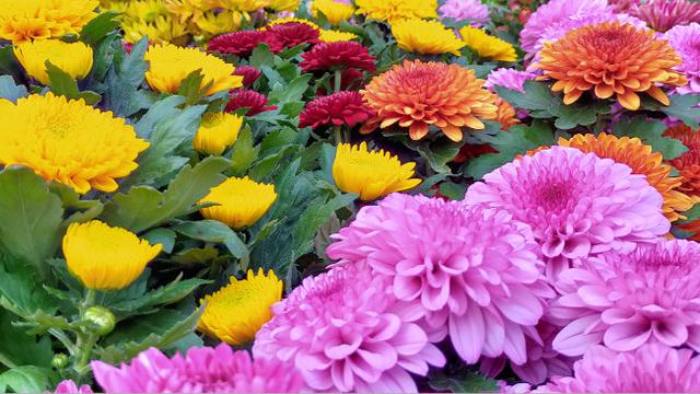 Lima Jenis Tanaman Hias Terbanyak Dibudidayakan Petani di Kota Batu