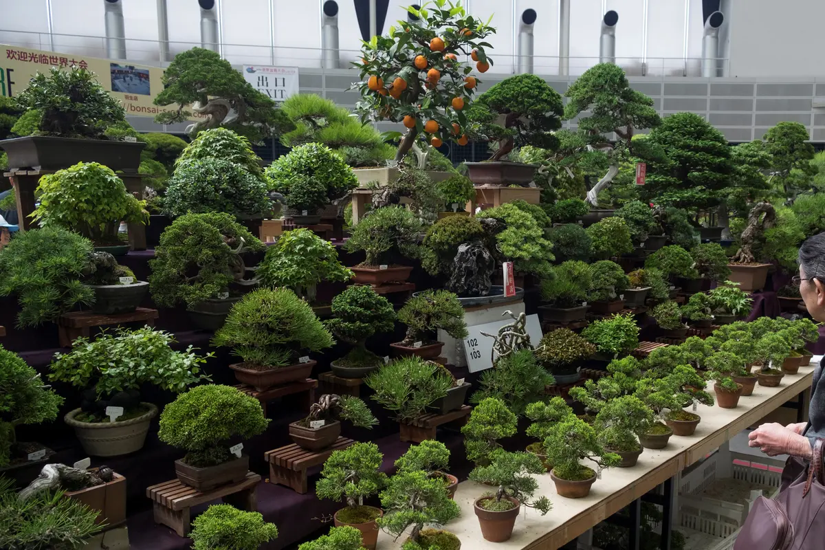 Pameran Bonsai Dunia Kembali Digelar di Jepang-AFP-20170429