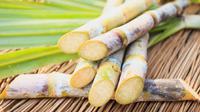 Ilustrasi tebu (iStock)