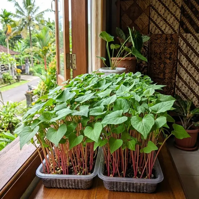Microgreens Paling Gampang untuk Pemula