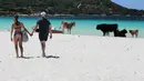 Pengunjung melintas di dekat kawanan sapi yang sedang berjemur di pantai Mare e Sol, di pulau Corsica, Prancis, Rabu (17/5). Kawanan sapi liar selalu mendatangi pantai ini setiap tahun saat musim panas. (AFP PHOTO / PASCAL POCHARD-CASABIANCA)
