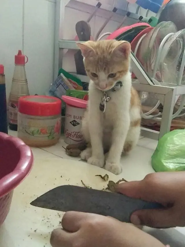 6 Aksi Lucu Kucing di Dapur Ini Curi Perhatian, Bikin Gemas