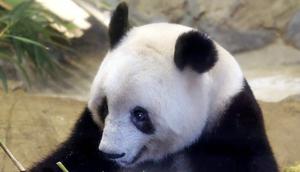 Panda raksasa Xiang Xiang terlihat dalam kandang pada hari pengamatan terakhir sebelum ia kembali ke China untuk selamanya di Kebun Binatang Ueno, Tokyo, Jepang, 19 Februari 2023. Xiang Xiang telah menjadi daya tarik bagi Kebun Binatang Ueno sejak kelahirannya pada 2017. (Masanori Takei/Kyodo News via AP)
