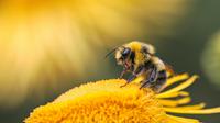 World Bee Day 2026. (Photo: Dmitry Grigoriev/Unsplash)