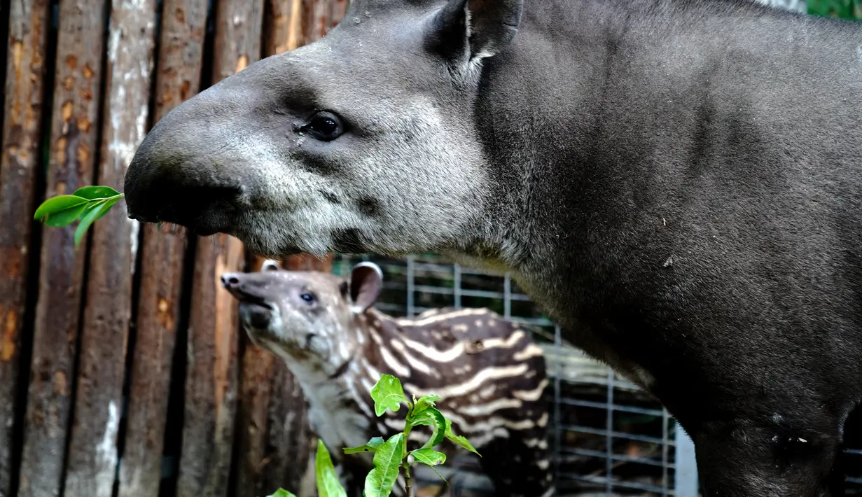 Seekor tapir Amerika Selatan betina terlihat bersama bayinya di Kebun Binatang Shanghai di Shanghai, China timur (9/10/2020). Bayi tapir itu lahir pada 8 September di kebun binatang tersebut. (Xinhua/Zhang Jiansong)