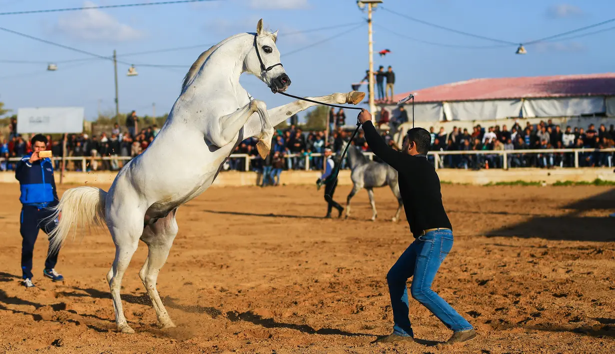 Pria Palestina berusaha menjinakkan kudanya saat mengikuti ajang Arabian Horse Show di Kota Gaza, Palestina (3/3). (AFP Photo / Mohammed Abed)