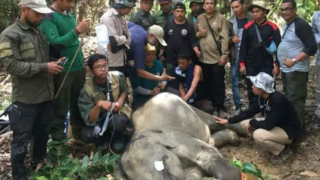 Petugas BBKSDA Riau mengobati anak gajah terjerat di konsesi sebuah perusahaan.
