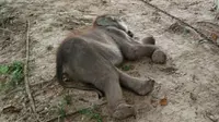 Gajah Puan Pandan Wangi mati di PLG Minas karena mengalami infeksi pencernaan. (Liputan6.com/Dok BBKSDA Riau/M Syukur)