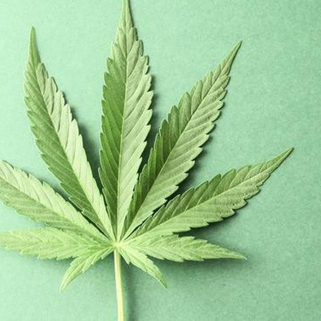 Paling Keren 15 Gambar  Daun  Ganjah Animasi Sugriwa Gambar 