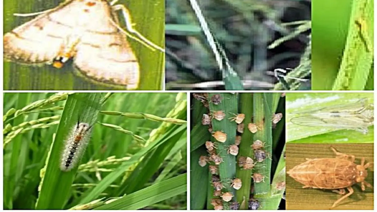Foto kolase hama penyerang tanaman padi. Sumber : (Istimewa).