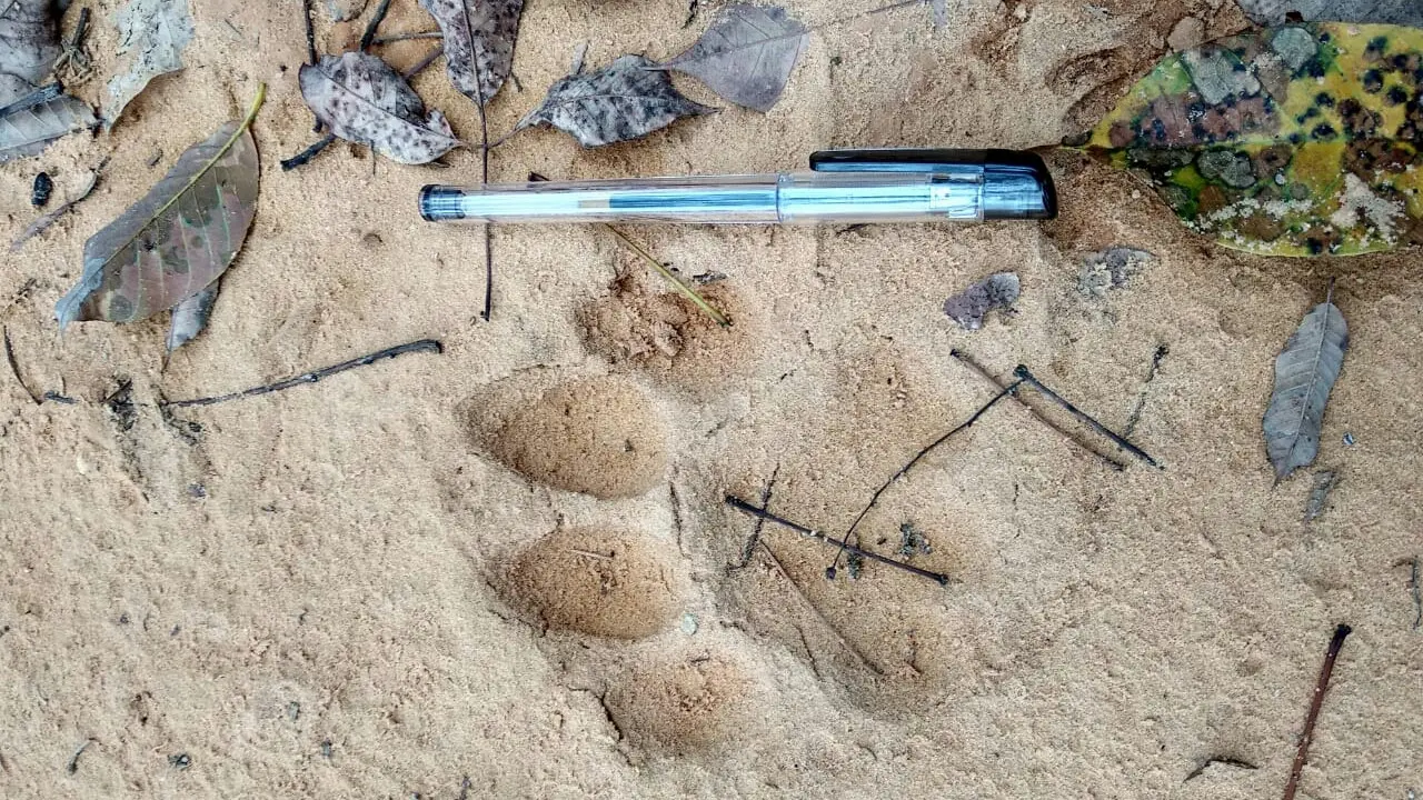 Jejak Harimau Sumatera Terlihat di Perkebunan, Warga Sebar Umpan