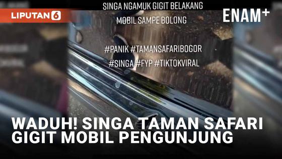 VIDEO: Ngeri! Singa Gigit Mobil Pengunjung Taman Safari Hingga Bolong