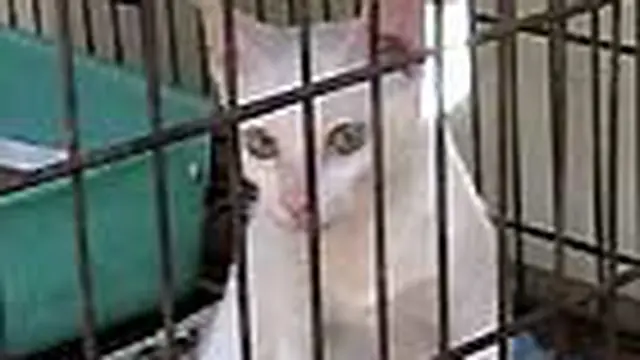 Dialog Peduli Kucing (1)