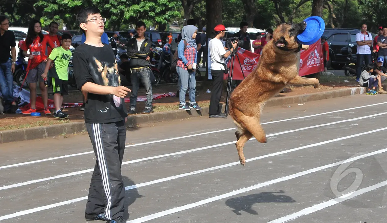 Salah satu lomba ketangkasan saat Purina Alpo Dog Run 2015 di Lapangan Parkir Timur Senayan, Jakarta, Minggu (24/5/2015). Acara tersebut dimanfaatkan para pemilik anjing untuk berbagi informasi. (Liputan6.com/Herman Zakharia)