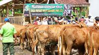 Pemeriksaan hewan ternak di Banyuwangi Jelang Hari Raya Idul Adha (Istimewa)