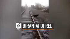 Melihat seekor anjing yang dirantai di rel, seorang masinis terpaksa memberhentikan kereta yang dikemudikannya. Warganet memuji tindakan masinis serta mengecam tindakan pelaku perantaian anjing.