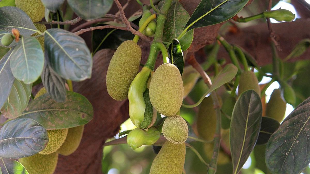 Cara Merebus Daun Nangka, Mengatasi Bekas Jerawat hingga Turunkan Risiko Diabetes