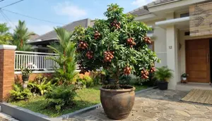 7 Cara Mengerdilkan Pohon Matoa agar Berbuah di Pot, Cocok untuk Halaman Sempit