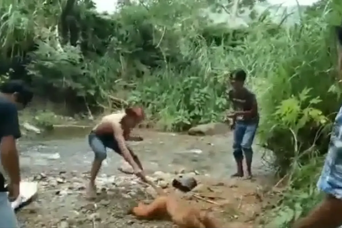 Tangkapan layar penyiksaan simpai yang viral di media sosial. (Liputan6.com/ ist)