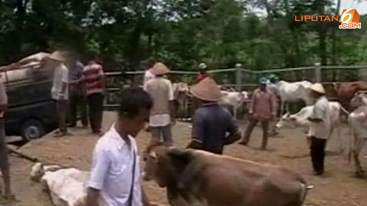 harga-sapi-130927a.jpg