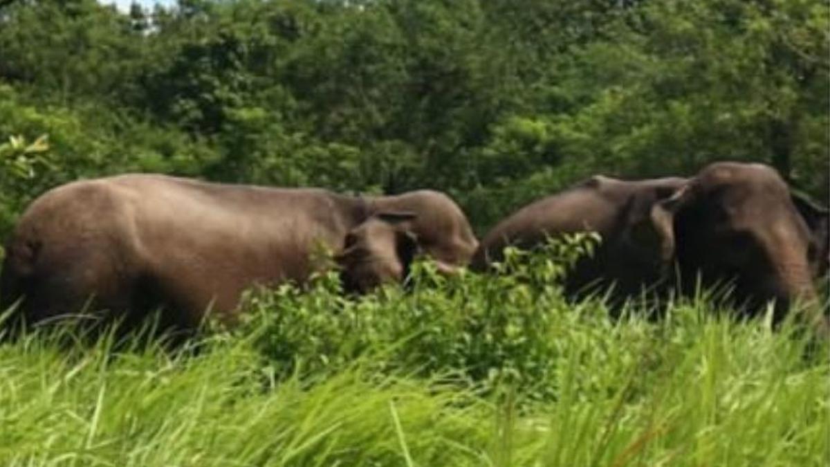 Save Gajah Seblat, Suara dari Rumah Terakhir Gajah Sumatra di Bengkulu