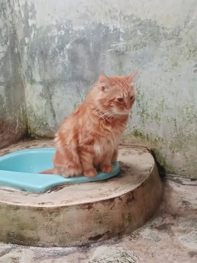 6 Potret Kucing Buang Air di Kloset Ini Ekspresinya Kocak, Diajarkan Jadi Mandiri