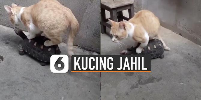 VIDEO: Jahil Banget, Kucing Naik Kura-Kura yang Berjalan