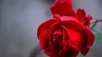 Gambar Bunga  Mawar Merah (Sumber: Pixabay)