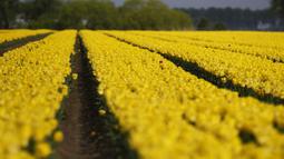 Deretan bunga tulip berwarna kuning tumbuh di ladang di Meerdonk, Belgia pada Senin, 25 April 2022. Bunga tulip di Belgia banyak dibudidayakan untuk umbinya saja. (AP Photo/Virginia Mayo)