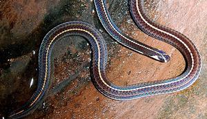 Ilustrasi Ular Cabe. (Foto:Wibowo Djatmiko/Wikimedia Commons)