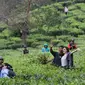 Pasangan muda mudi berfoto di kawasan wisata Kebun teh Puncak Kabupaten Bogor Jawa Barat, Sabtu (31/10/2020). Libur panjang peringatan Maulid Nabi Muhammad SAW dimanfaatkan warga untuk mengunjungi lokasi-lokasi wiisata. (Liputan6.com/Helmi Fithriansyah)