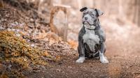 Small dog breeds that can be a good guard dog. (Photo: Sandor Foszto/Pixabay)