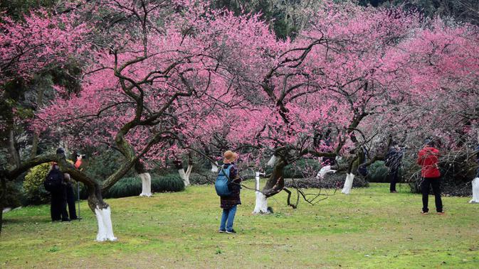 Orang-orang mengunjungi taman botani Hangzhou di Hangzhou, Provinsi Zhejiang, China timur (19/2/2020). Sebagai upaya pencegahan coronavirus baru, kawasan indah tersebut telah menetapkan batas jumlah pengunjung saat ini dan semua yang memasuki kawasan itu diwajibkan mengenakan masker. (Xinhua/Zheng M
