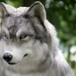 Kostum serigala (Sumber: Oddity Central)
