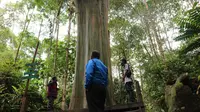 Sejumlah jurnalis melihat pohon Leda di objek wisata alam Telaga Tambing yang jadi objek vandalisme yang merusak keindahan pohon endemik TN Lore Lindu itu. Minggu (15/11/2020). (Foto: Liputan6.com/ Heri Susanto).