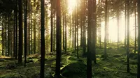 7 Wisata Jogja Hutan Pinus yang Asri dan Banyak Spot Foto Menarik, Wajib Dikunjungi