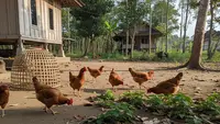 Cara Buat Kebun Ayam Cage Free di Desa untuk Hasil Unggul dan Berkelanjutan